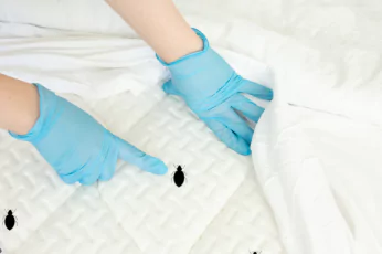 Bed Bugs Control Melton