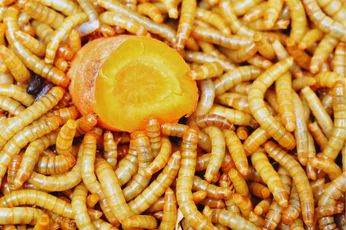 Maggot Control Melton