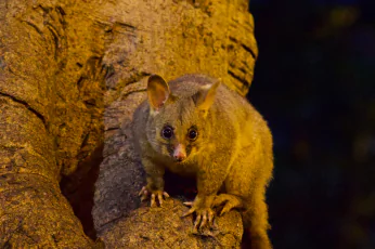 Possum Removal Melton