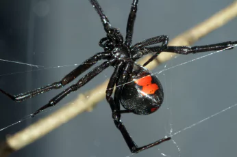 Spider Control Melton